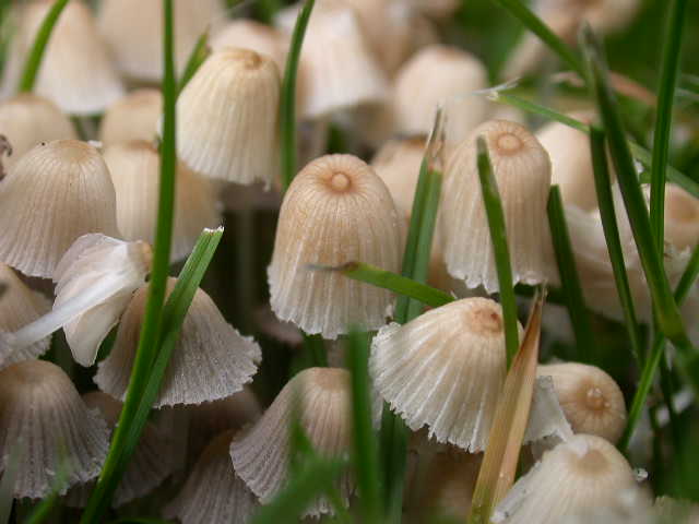 Coprinellus disseminatus